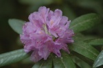 Rhododendron .