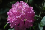 Rhododendron .